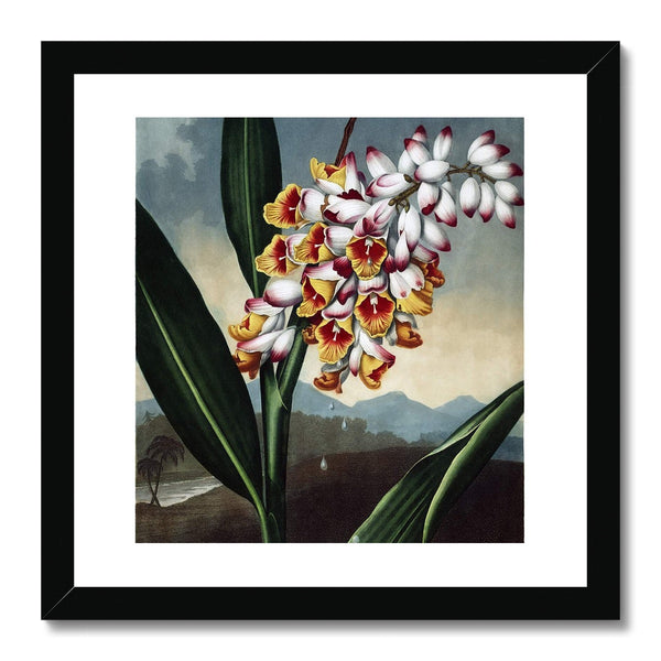 The Nodding Renealmia Framed Print