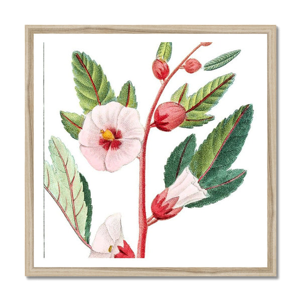 Roselle Framed Print