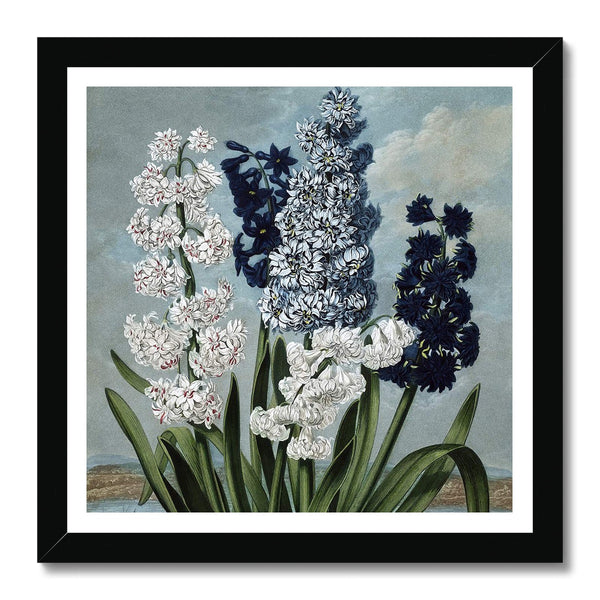 Hyacinths Framed Print