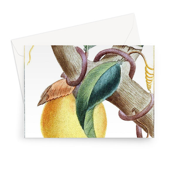 Lemons Greeting Card