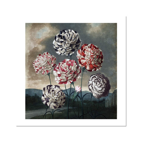 Carnations Fine Art Print