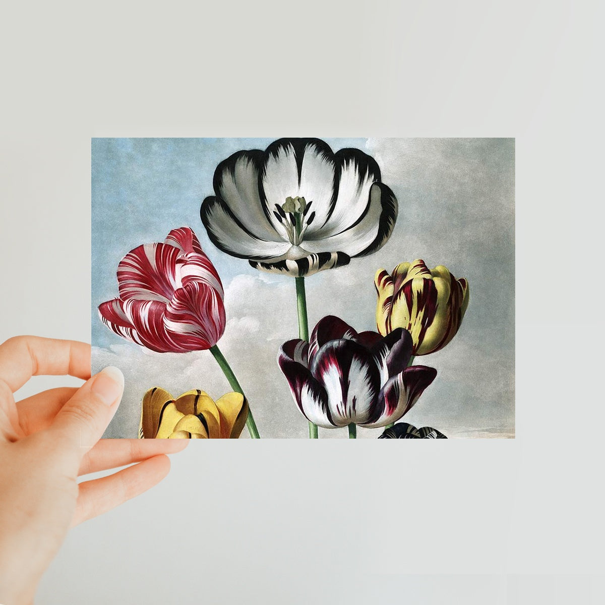 Tulips Classic Postcard