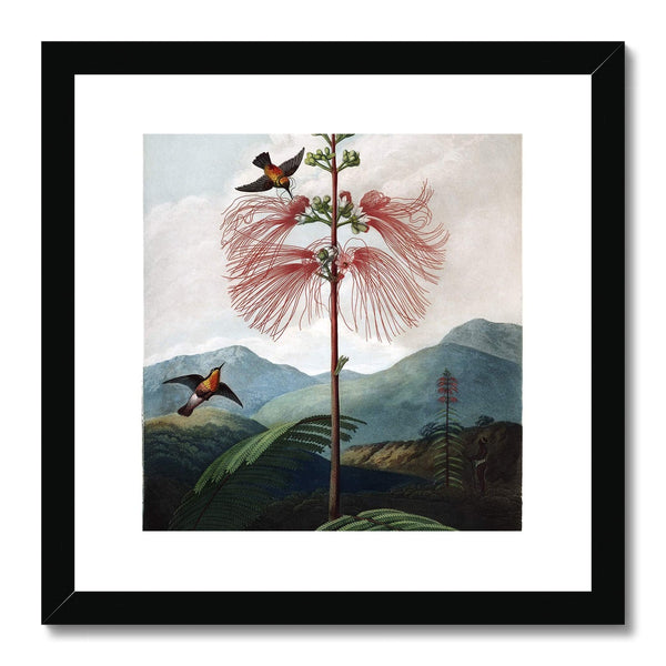 Calliandra Houstoniana Framed & Mounted Print