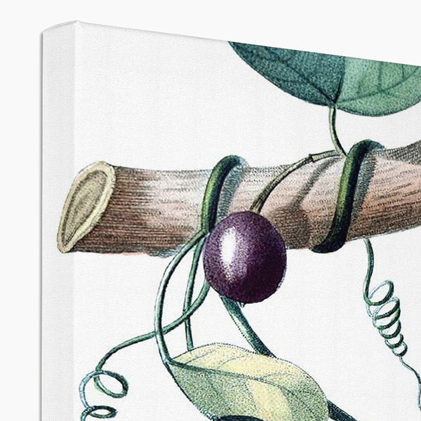 Passionvine Canvas