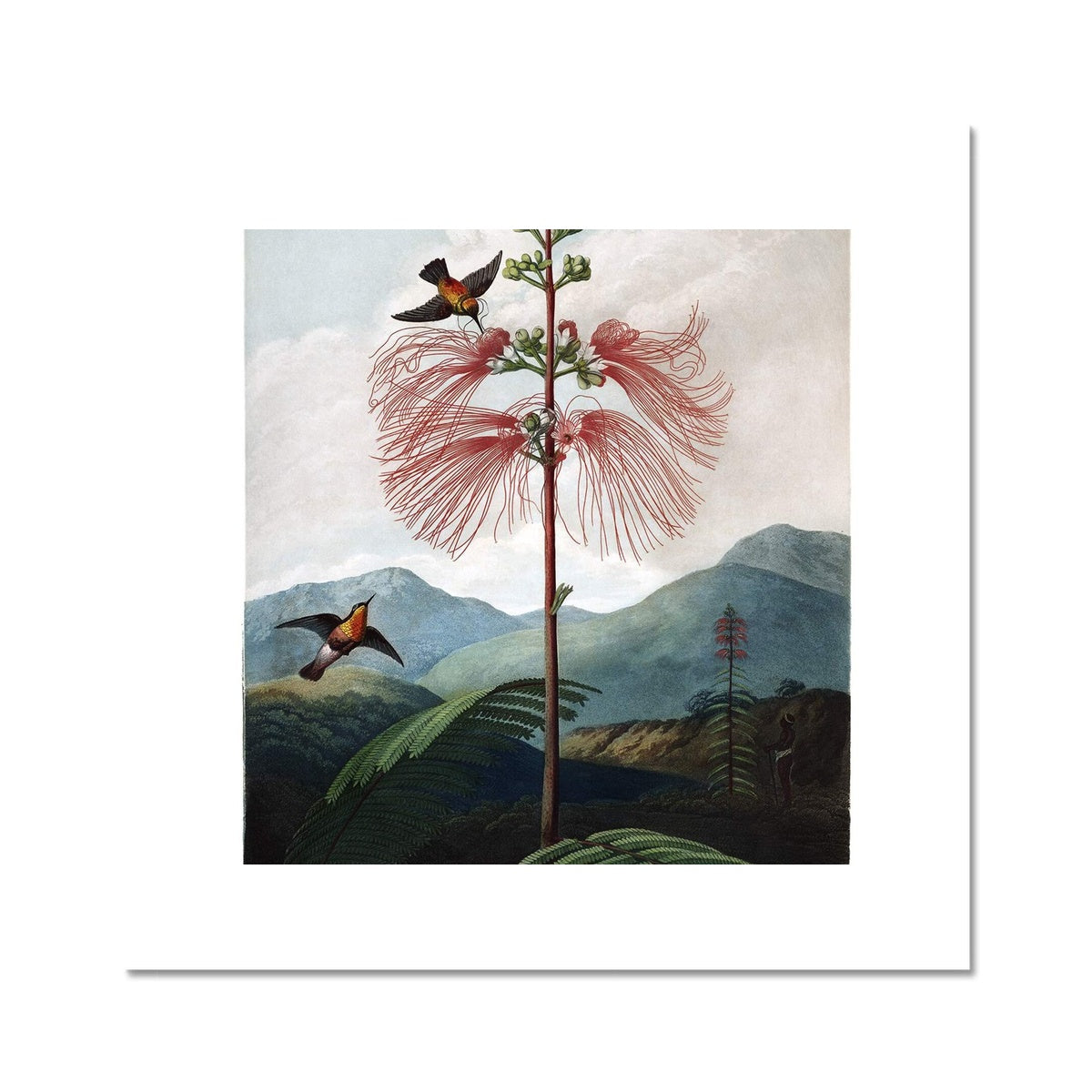 Calliandra Houstoniana Fine Art Print