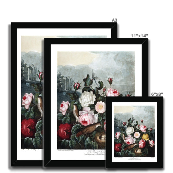 Roses Framed Print