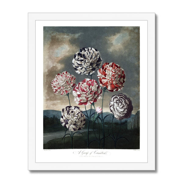 Carnations Framed Print