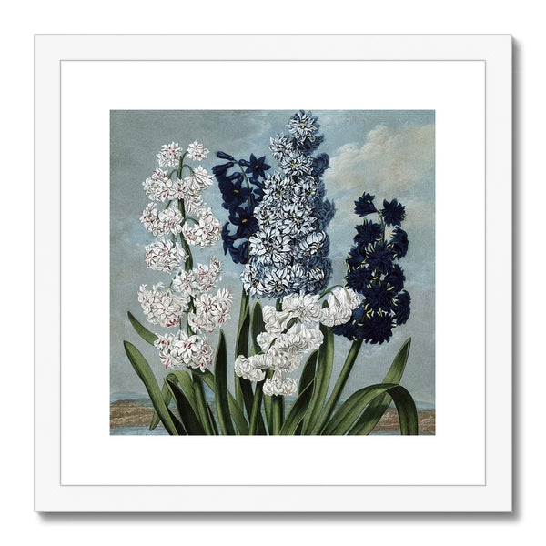 Hyacinths Framed & Mounted Print