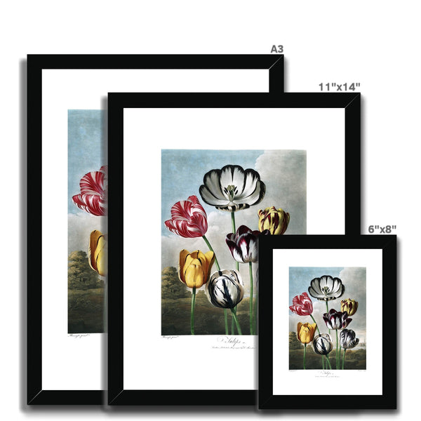 Tulips Framed & Mounted Print