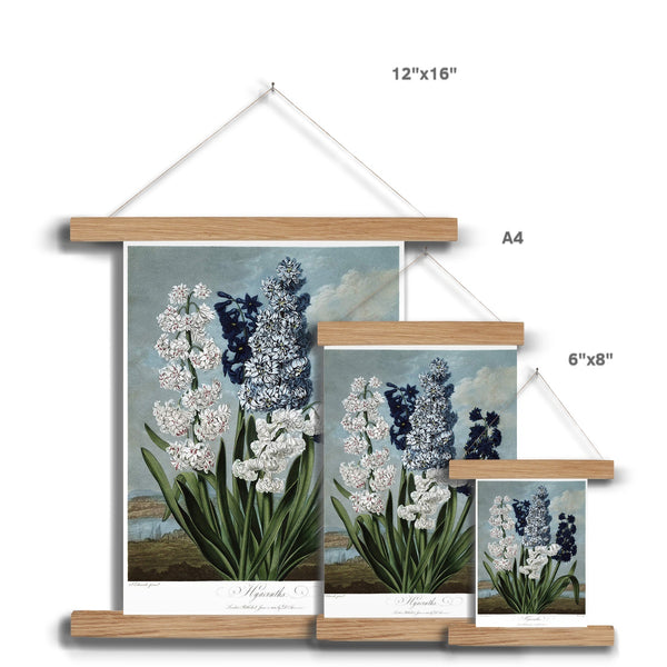 Hyacinths Fine Art Print with Hanger