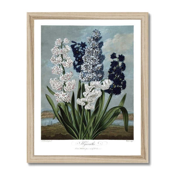 Hyacinths Framed Print