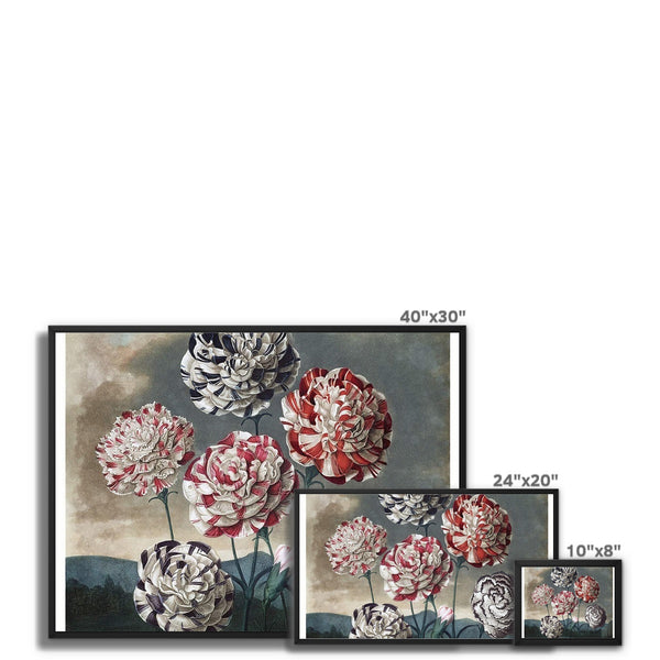 Carnations Framed Canvas