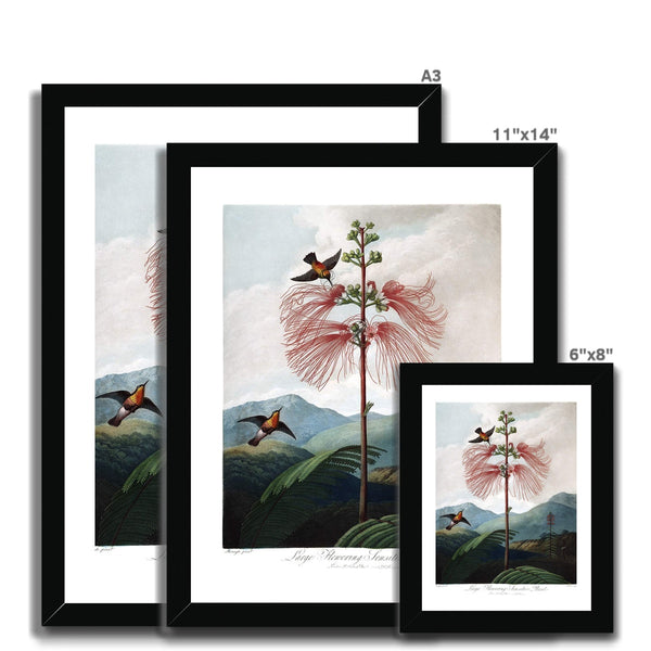 Calliandra Houstoniana Framed Print