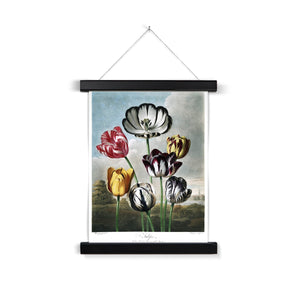 Tulips Fine Art Print with Hanger