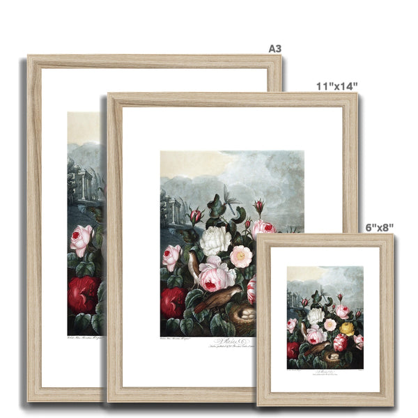 Roses Framed & Mounted Print