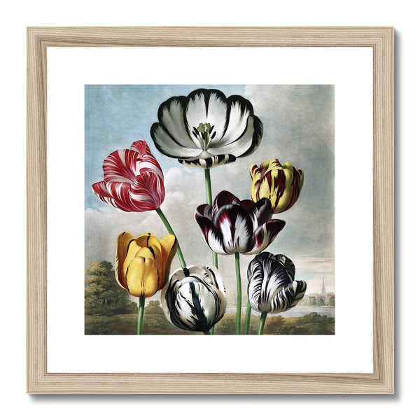 Tulips Framed & Mounted Print