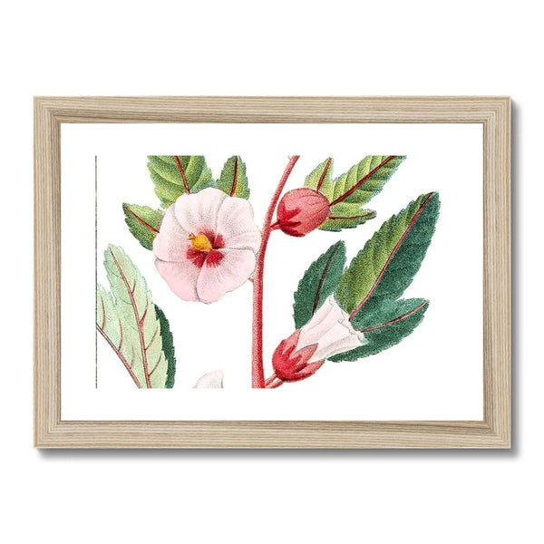 Roselle Framed & Mounted Print