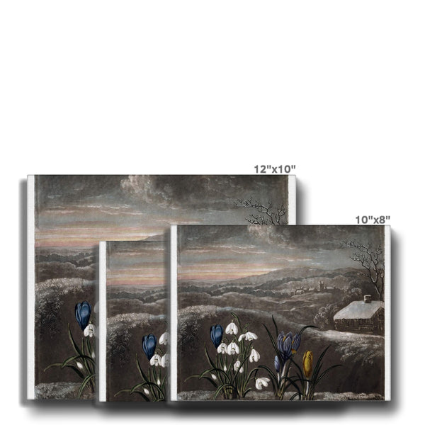 Snowdrops Canvas