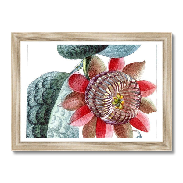 Giant Granadilla Framed Print