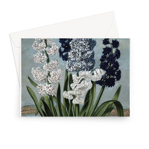 Hyacinths Greeting Card