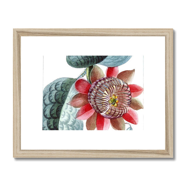 Giant Granadilla Framed & Mounted Print