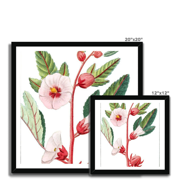 Roselle Framed Print