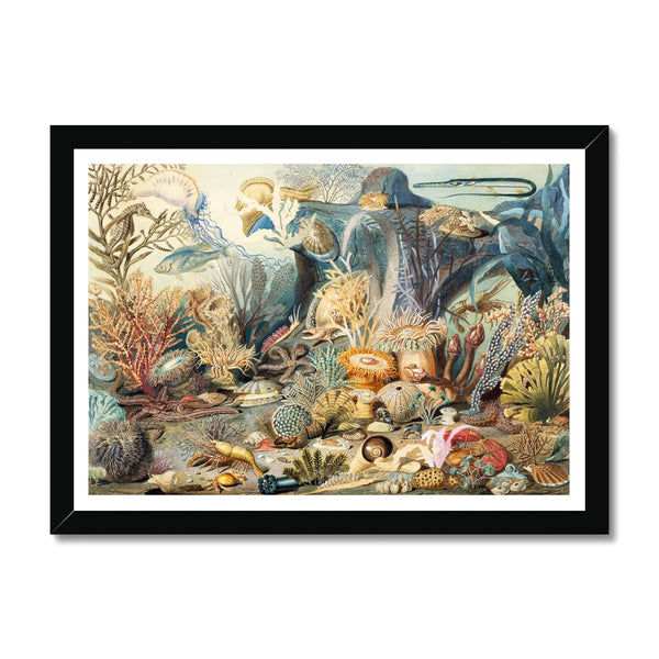 Ocean Life Framed Print