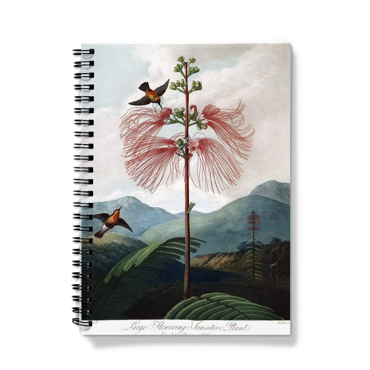 Calliandra Houstoniana Notebook