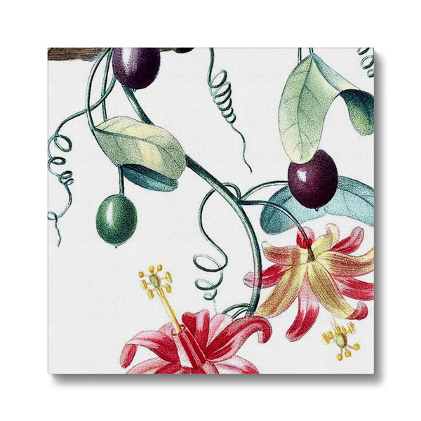 Passionvine Canvas