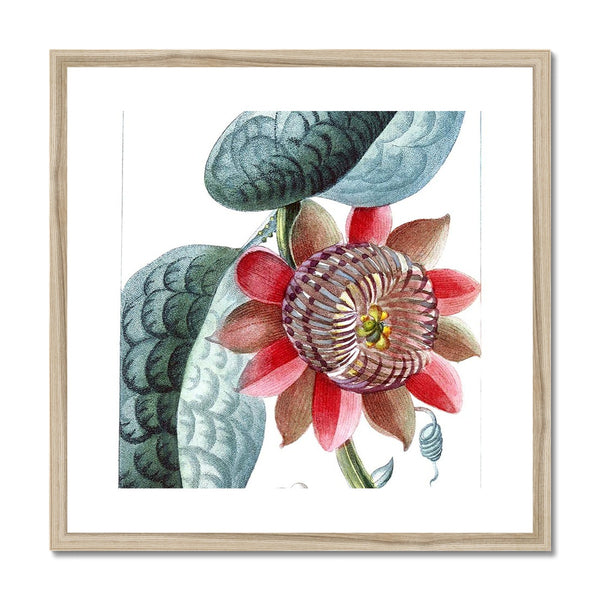 Giant Granadilla Framed & Mounted Print