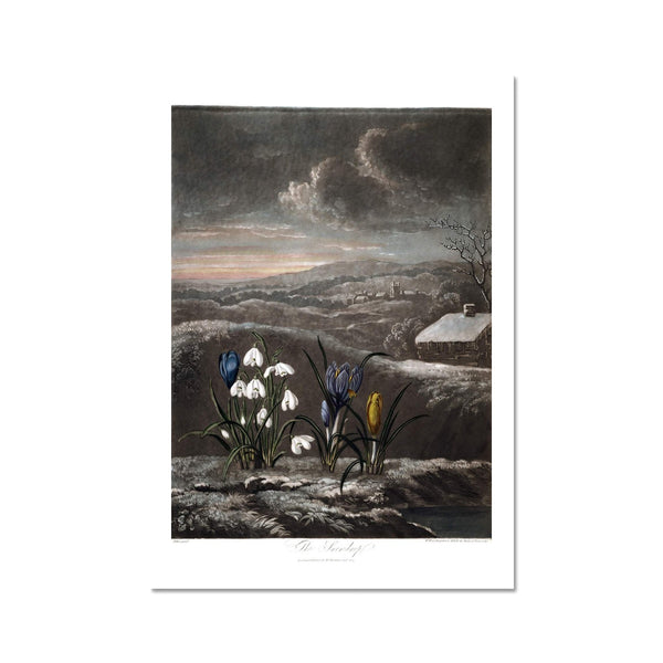 Snowdrops Fine Art Print