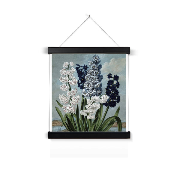 Hyacinths Fine Art Print with Hanger