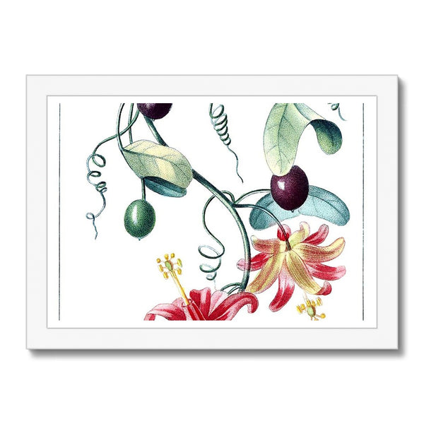 Passionvine Framed Print