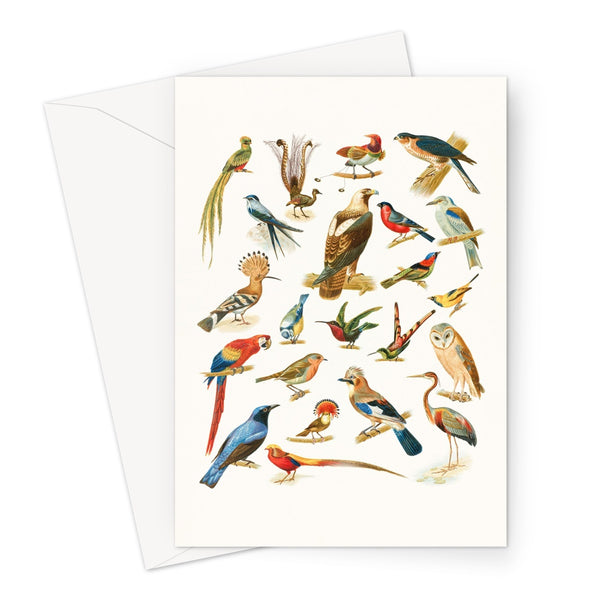 Birds of Paradise Greeting Card