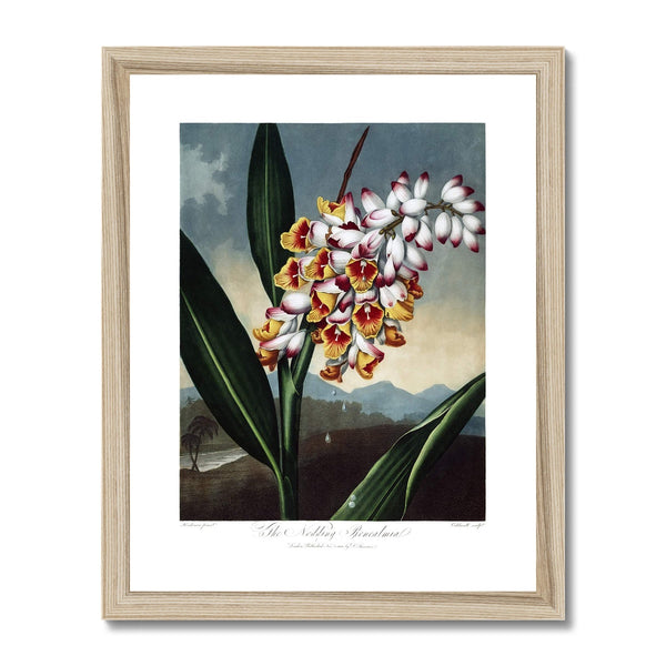 The Nodding Renealmia Framed Print