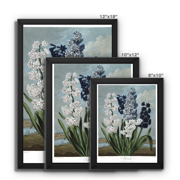 Hyacinths Framed Canvas