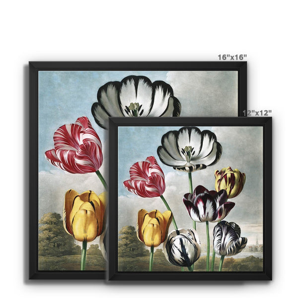 Tulips Framed Canvas