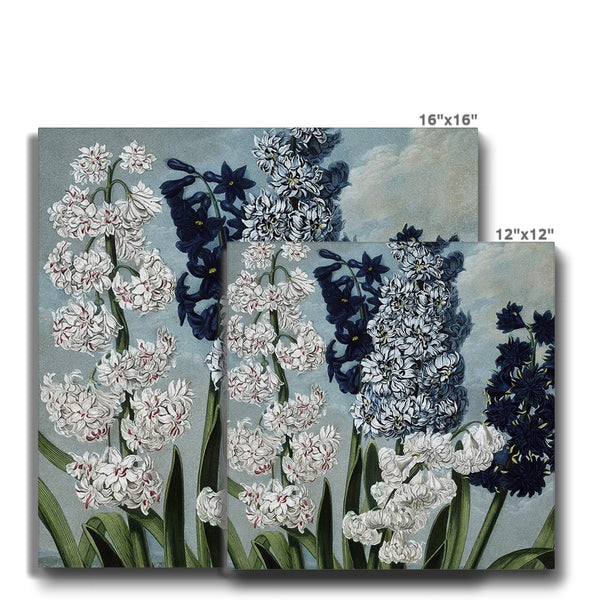 Hyacinths Canvas