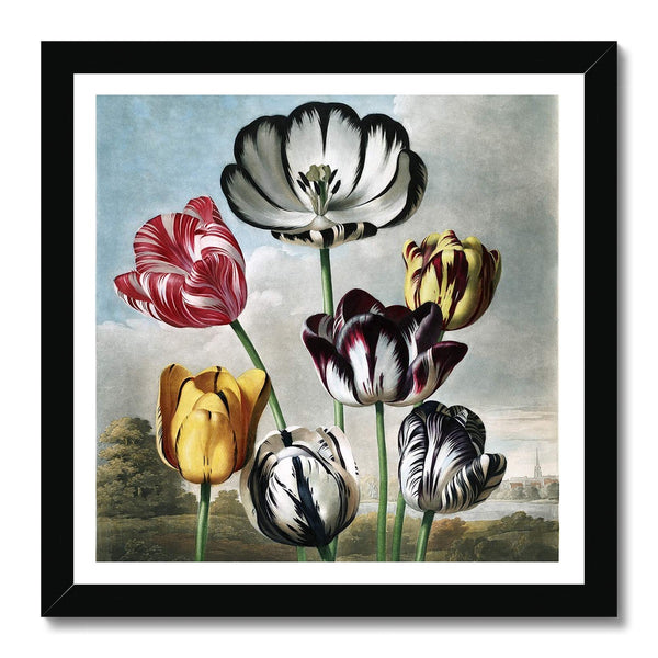 Tulips Framed Print