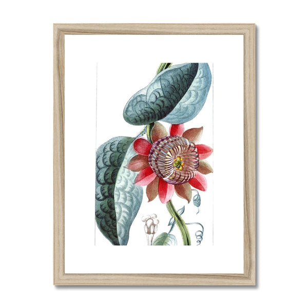 Giant Granadilla Framed & Mounted Print