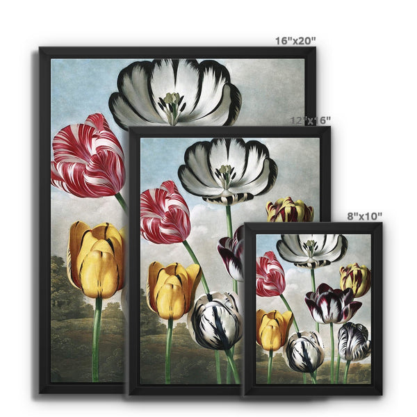 Tulips Framed Canvas