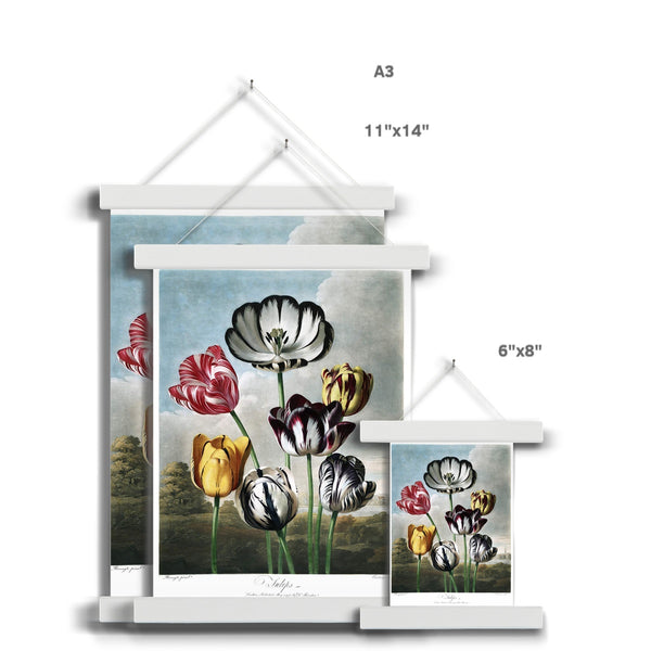 Tulips Fine Art Print with Hanger