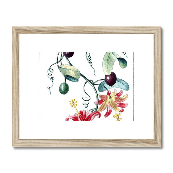 Passionvine Framed & Mounted Print