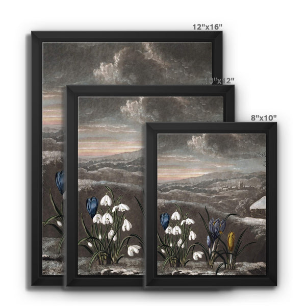 Snowdrops Framed Canvas