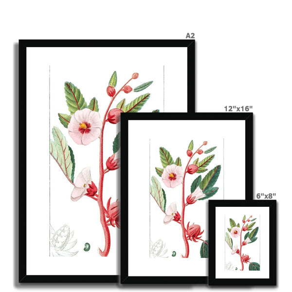 Roselle Framed & Mounted Print