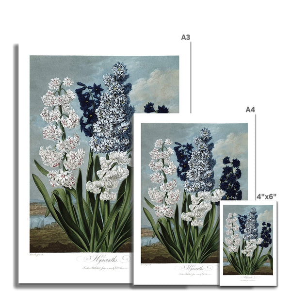 Hyacinths Fine Art Print