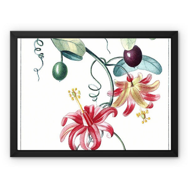 Passionvine Framed Canvas