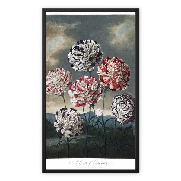 Carnations Framed Canvas