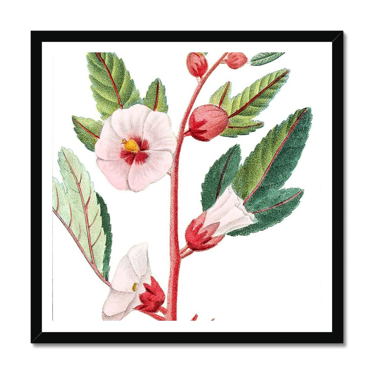 Roselle Framed Print