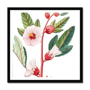 Roselle Framed Print